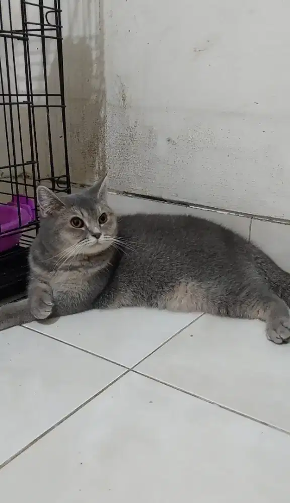 Kucing BSH betina dewasa british shorthair calon indukan