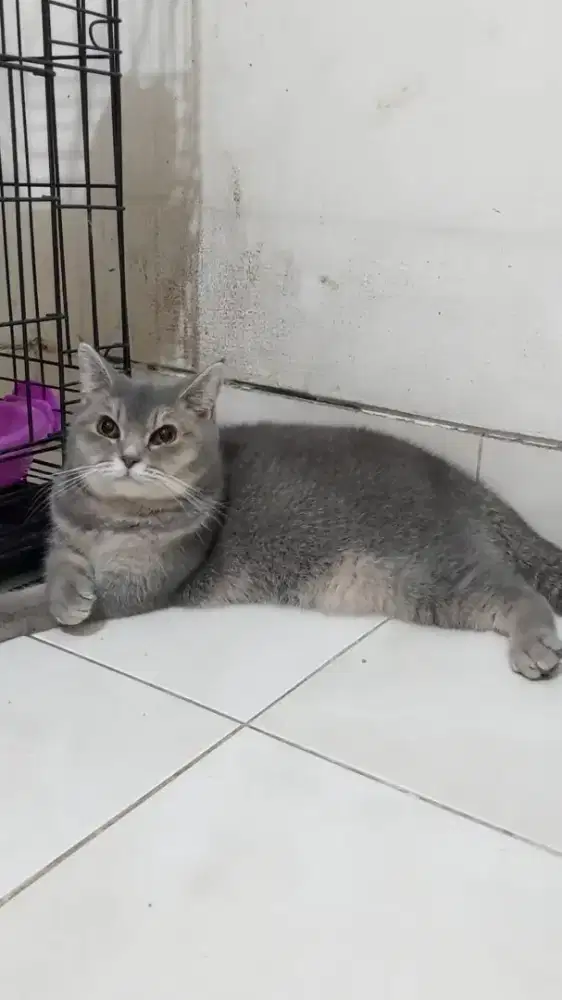 British shorthair calon indukan kucing BSH betina dewasa