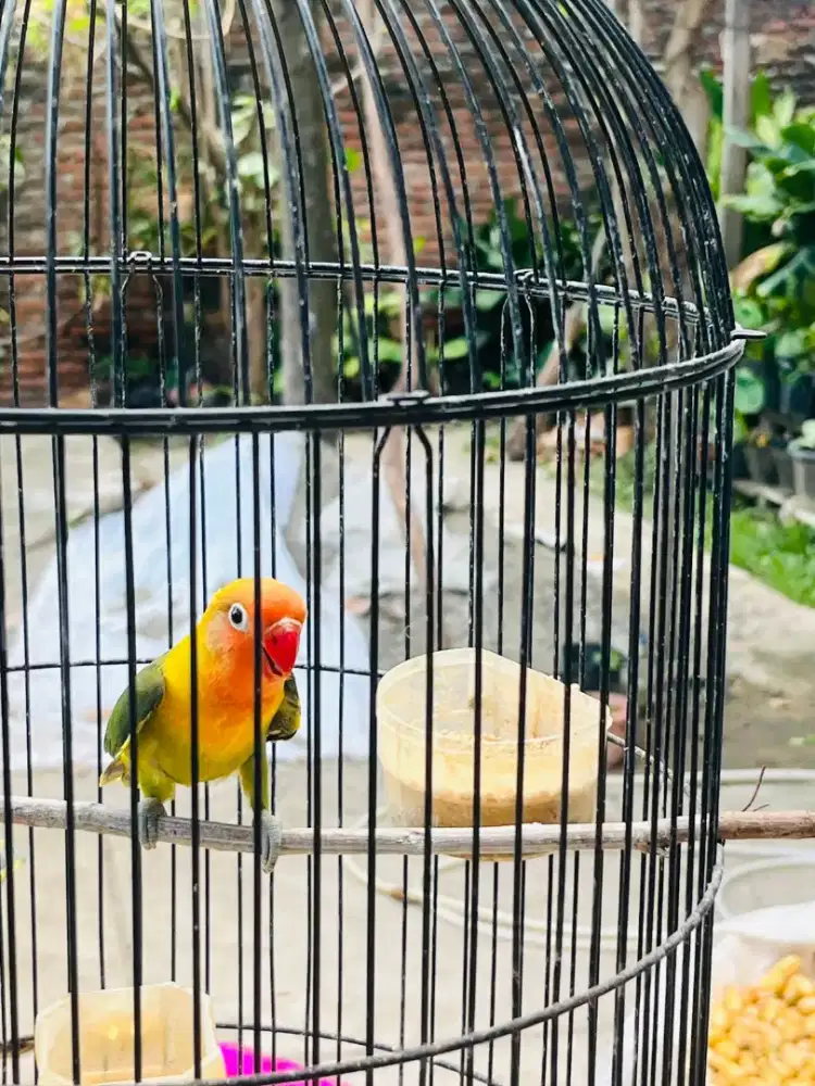 Dijual Burung lovebird usia 3 bulan