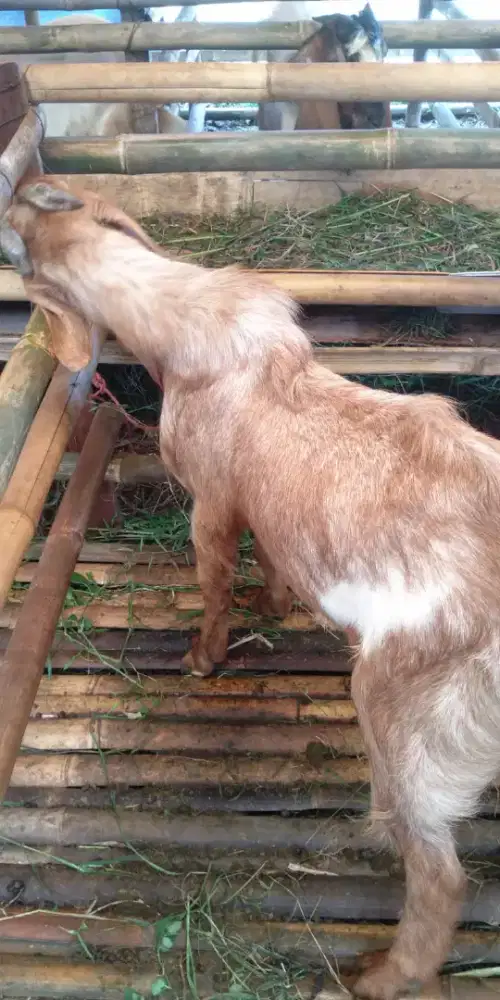 Kambing TB 75 BB 35