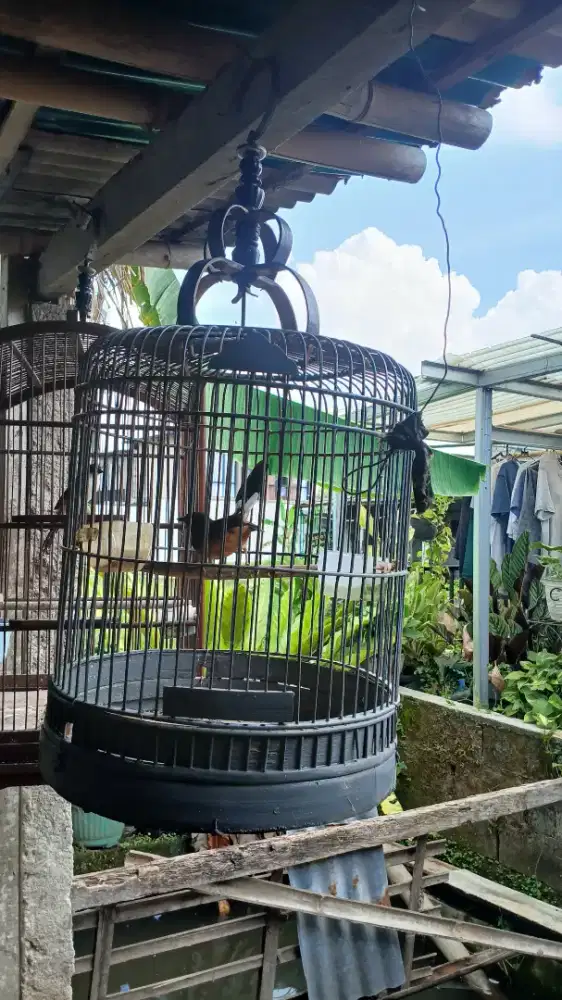 Murai Batu Pastol Betina 2 ekor