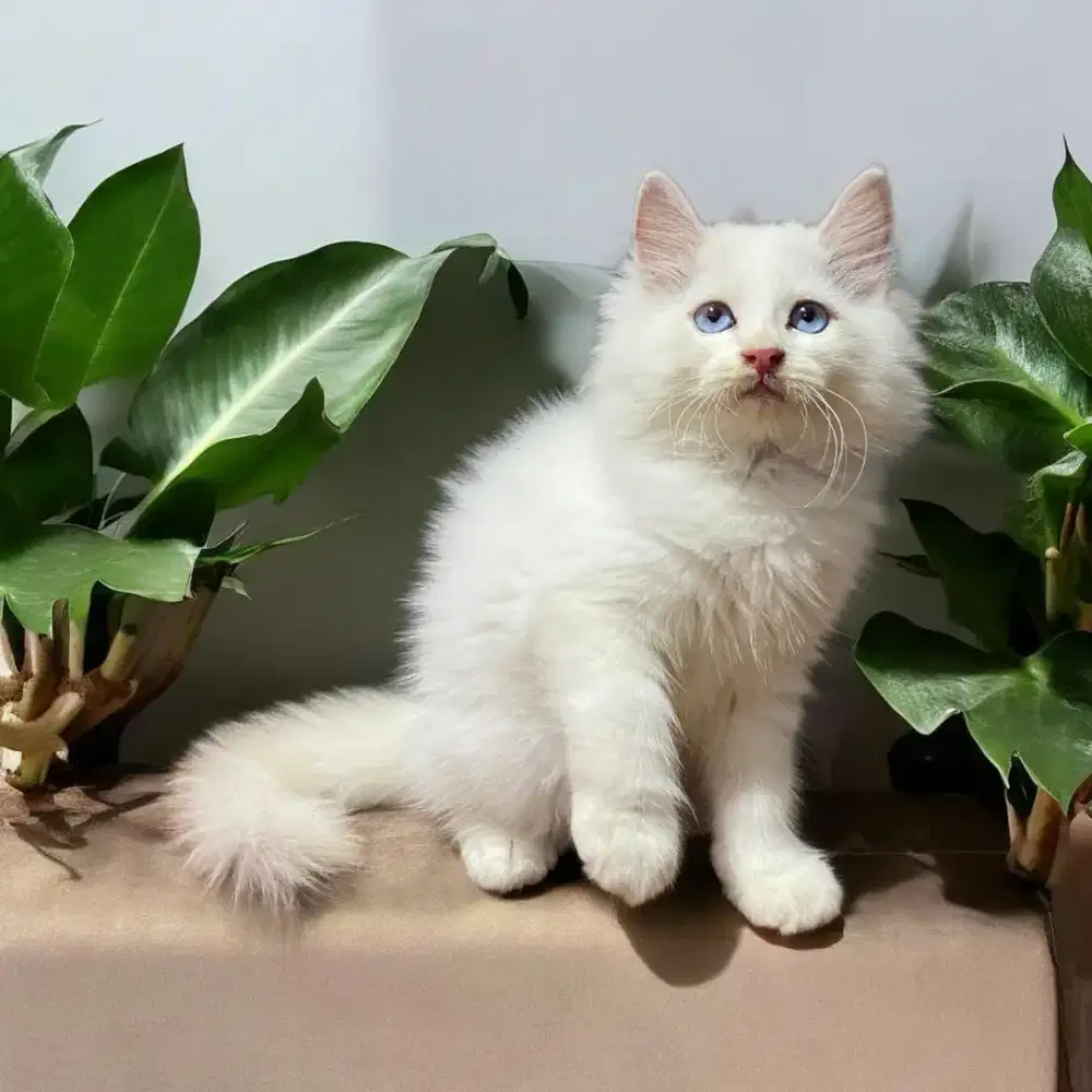 Kucing Persia lucu