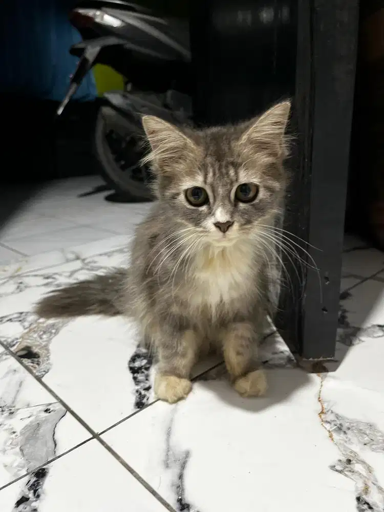 Lepas adopt indukan flatnose proven 1x dan kitten betina 3.5 bulan