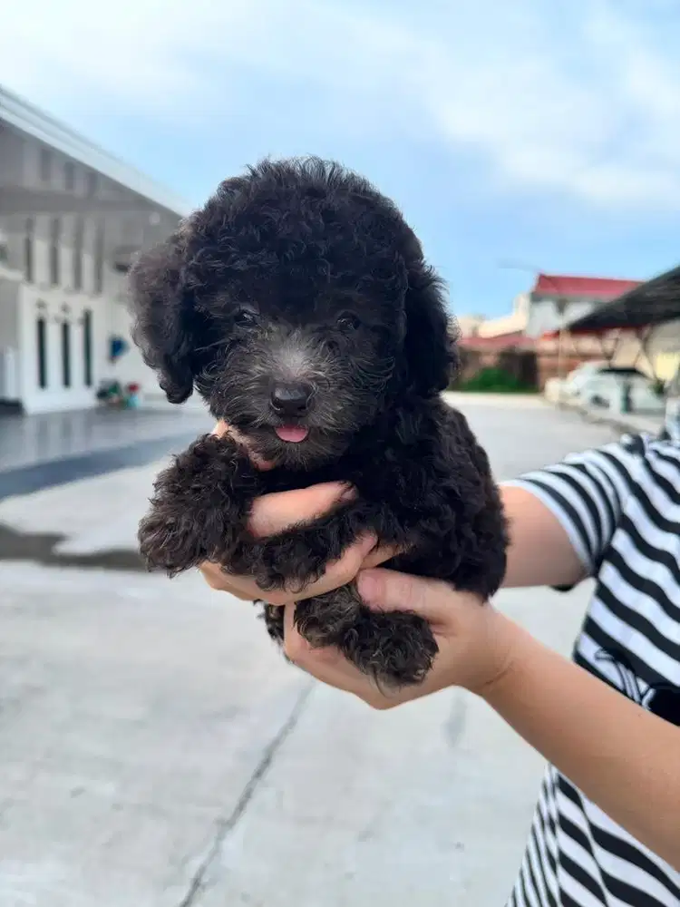 Jual anjing poodle