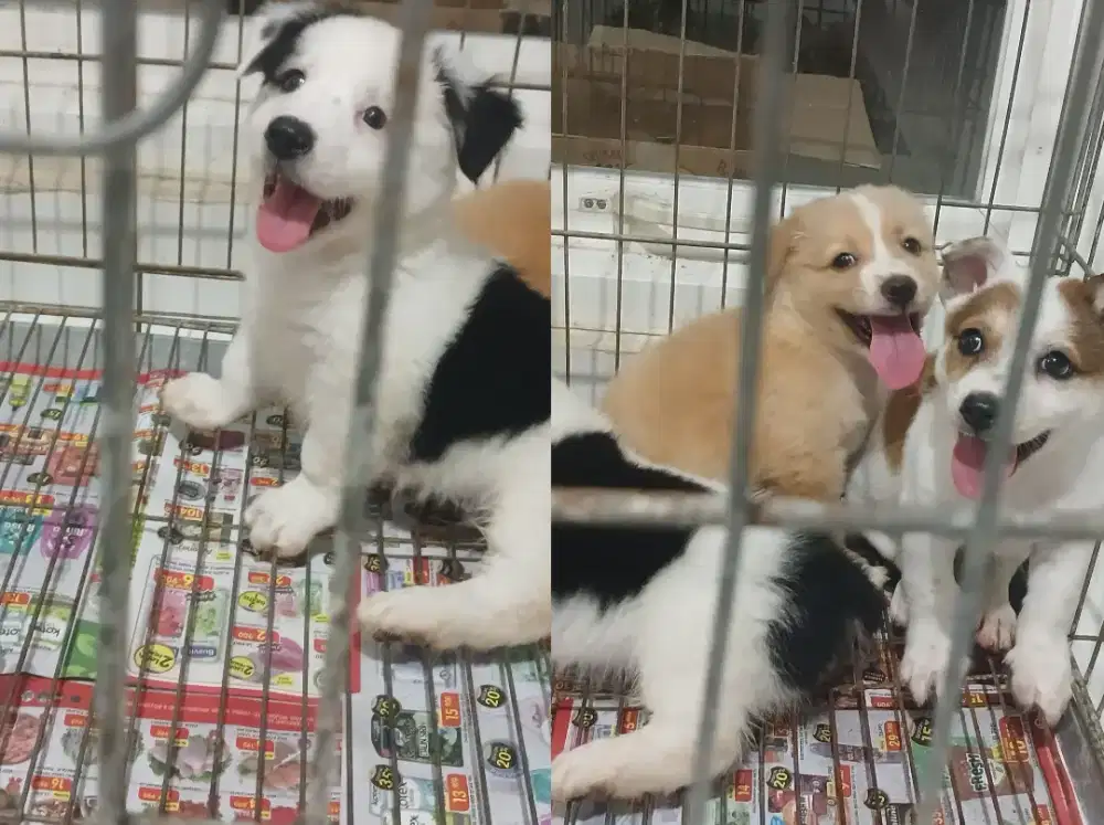 3 Ekor Anak Anjing Lucu