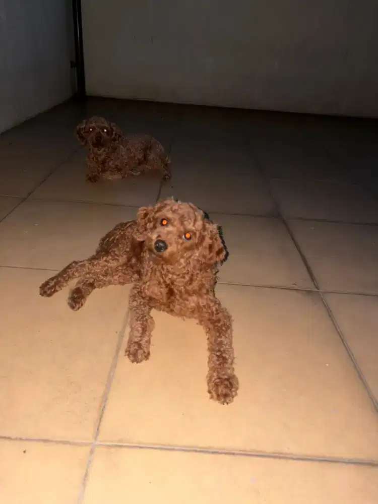 Poodle red mini toys sepasang jantan betina