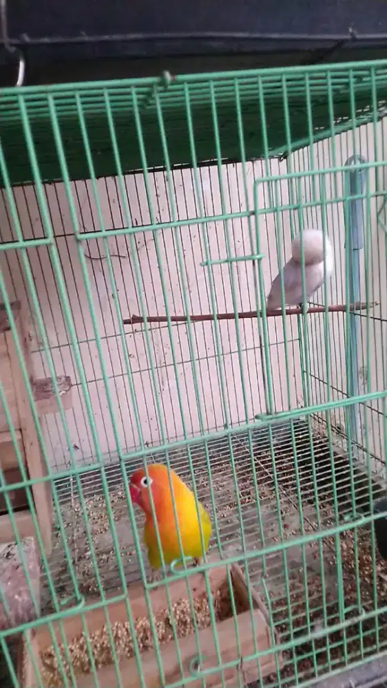 Jual sepasang love bird sudah pernah produksi 2 x