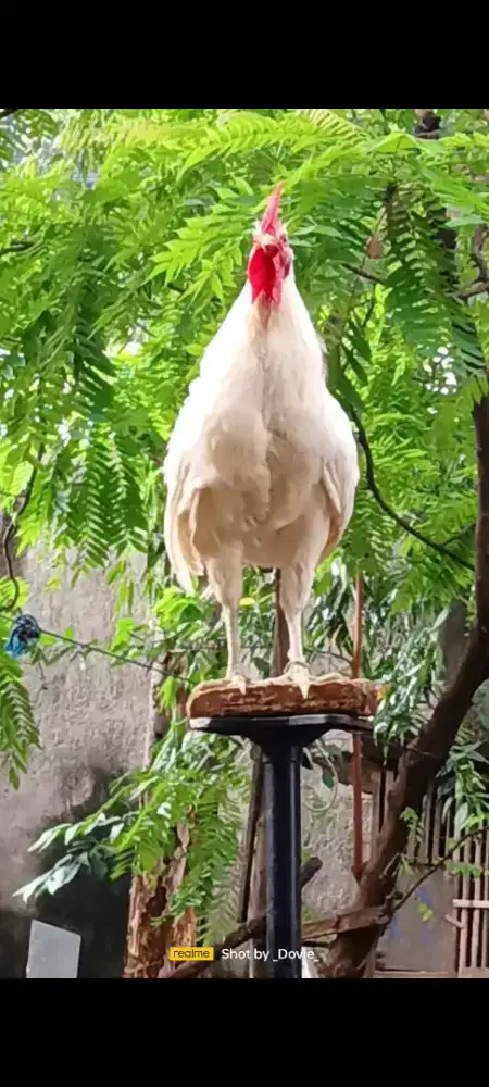 Ayam ketawa disco