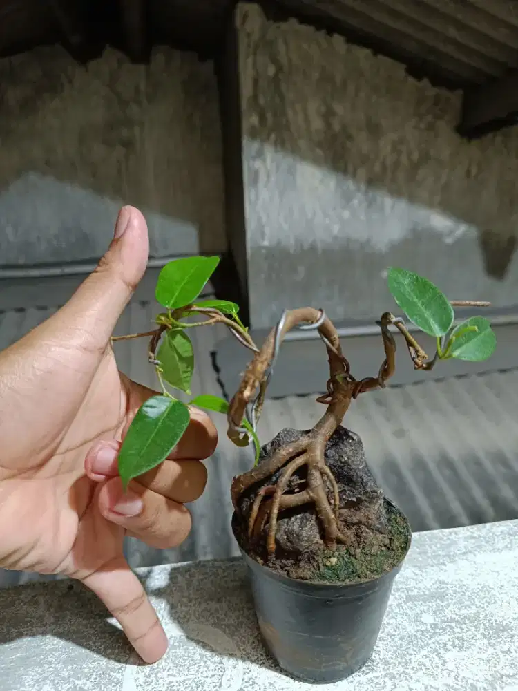 Tanaman pohon bonsai beringin kimeng kecil on the rock barter hewan