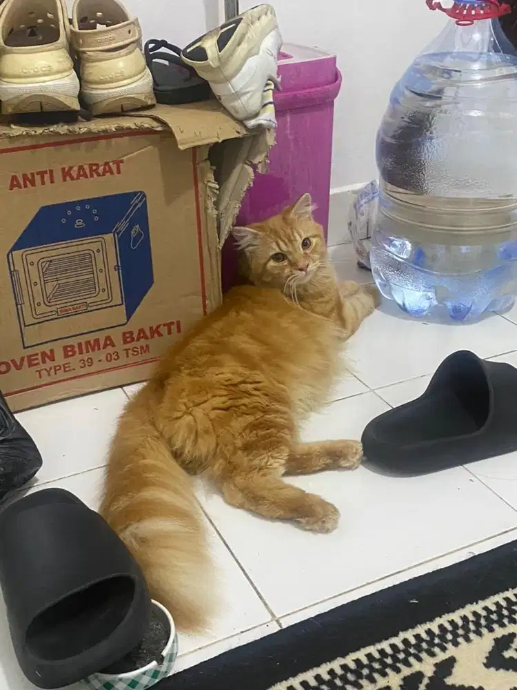 kitte dan adult persia cewe cowo