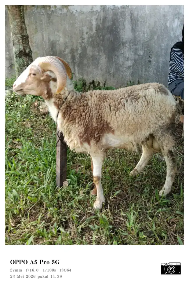 Domba kurban sehat dan bersih