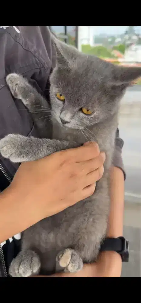 BSH BETINA TORTI USIA 6 BULAN
