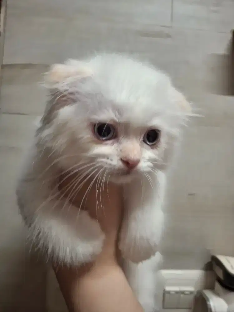 Kucing munchkin fold redpoint jantan