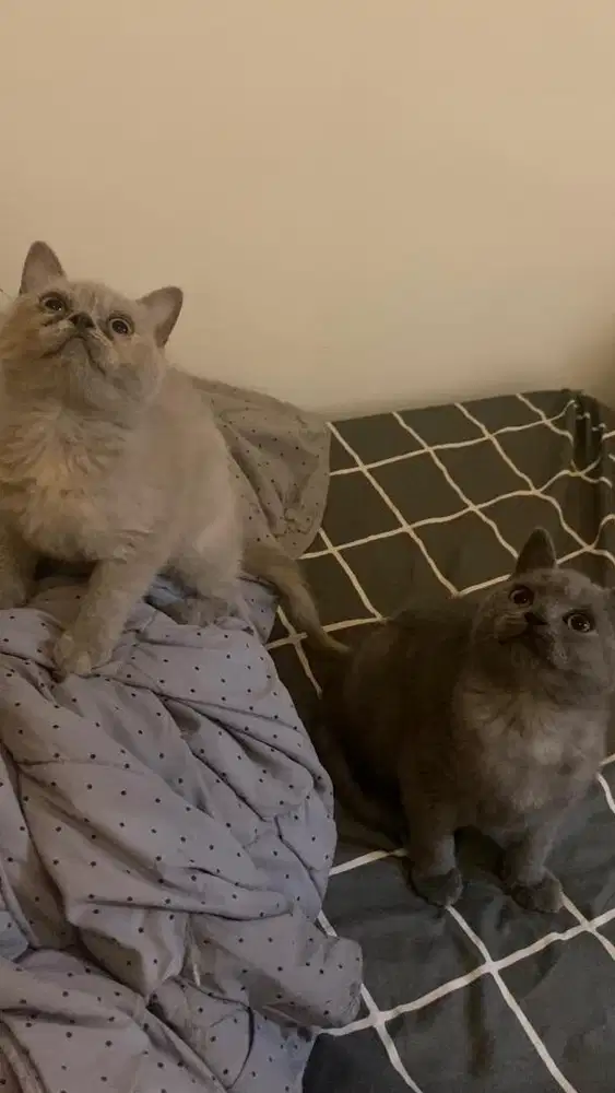 Open adopt British Shorthair