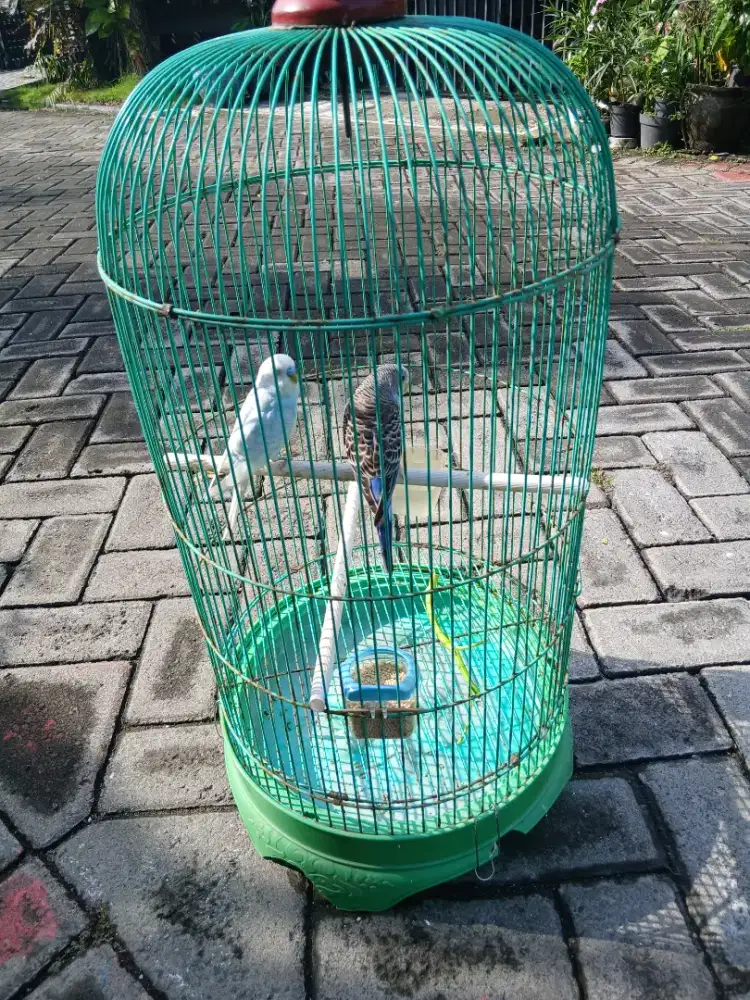Parkit sepasang