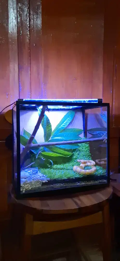 Aquarium Reptil Ukuran Besar