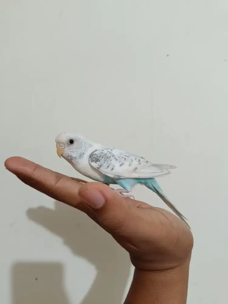 Burung saja parkit lokal betina cerah jinak indor tuker tambah barter