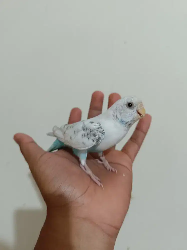 Burung saja parkit lokal betina cerah jinak indor barter tuker tambah