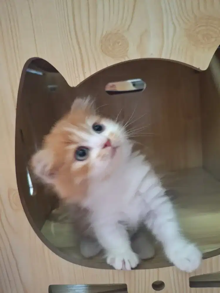 Kucing munchkin fold jantan
