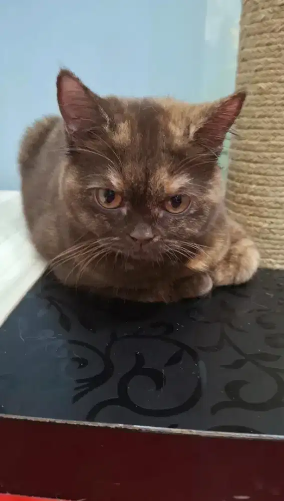 British Short Hair BSH choco tortie