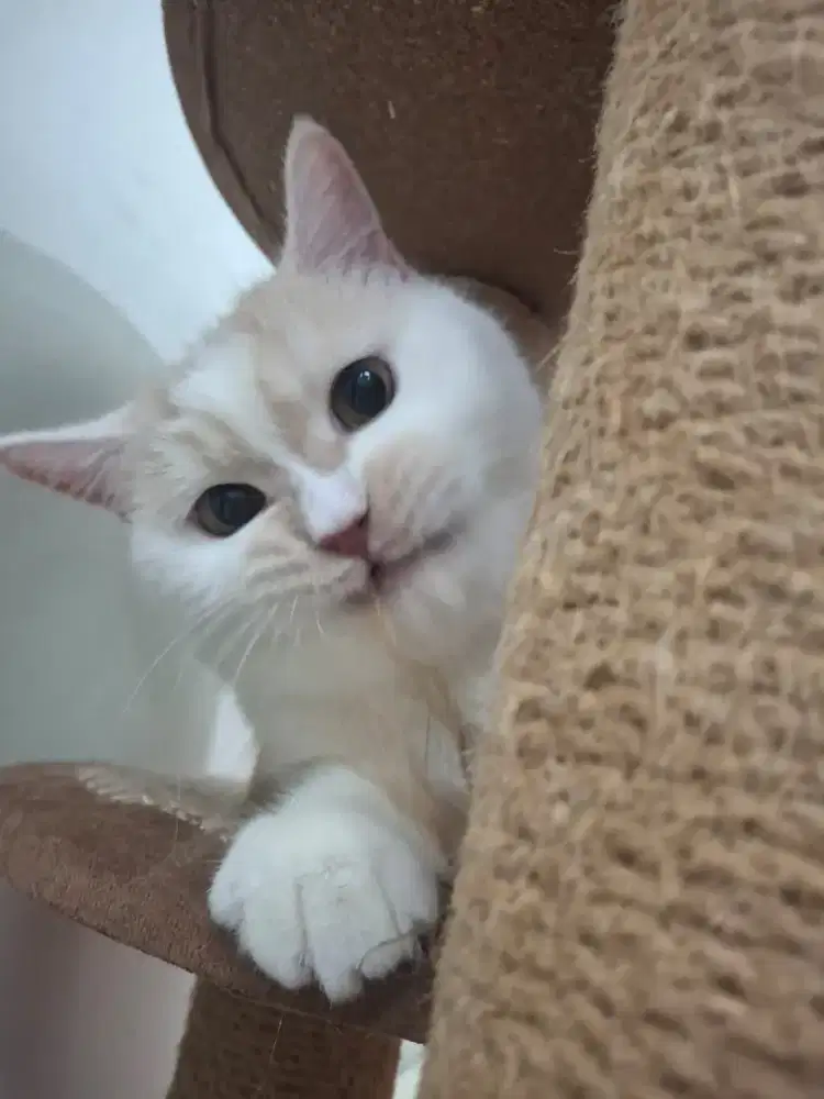 Kucing munchkin NS steril