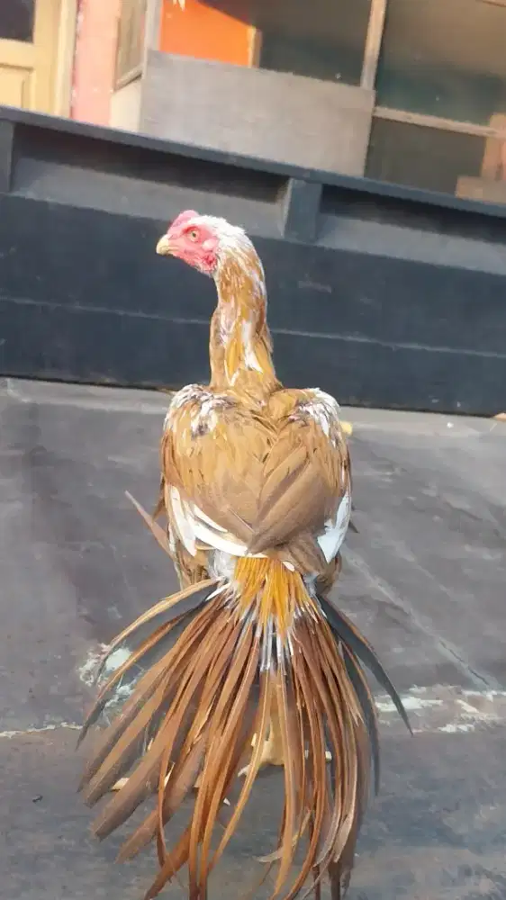Ayam Hias bangkok ekor lidi