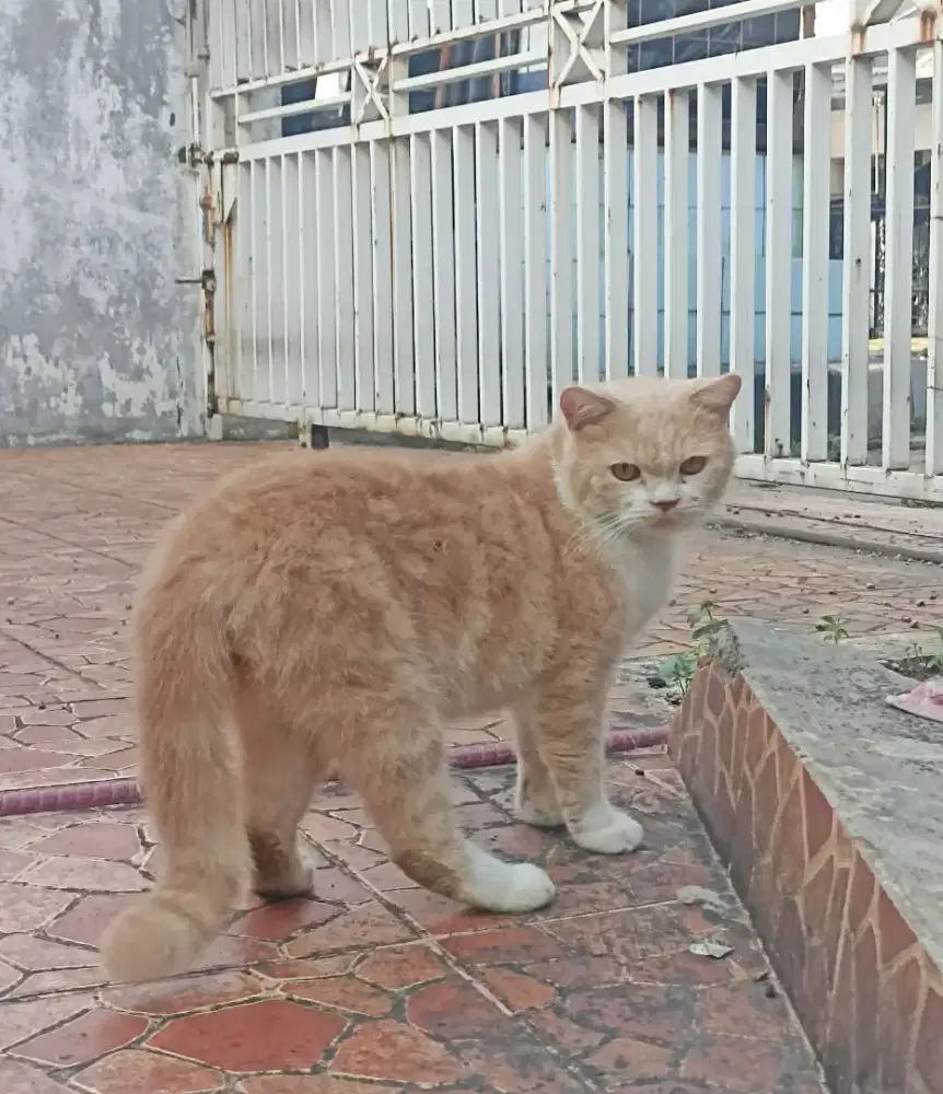 Kucing Persian mix bsh