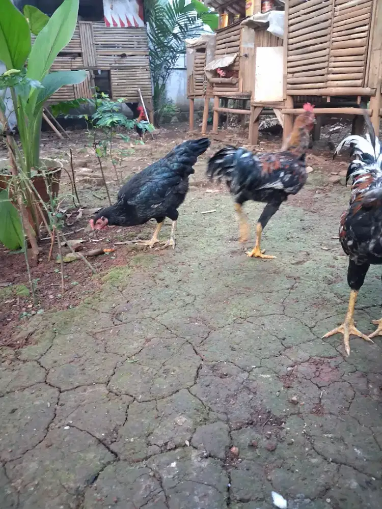 Ayam kampung asli umbaran