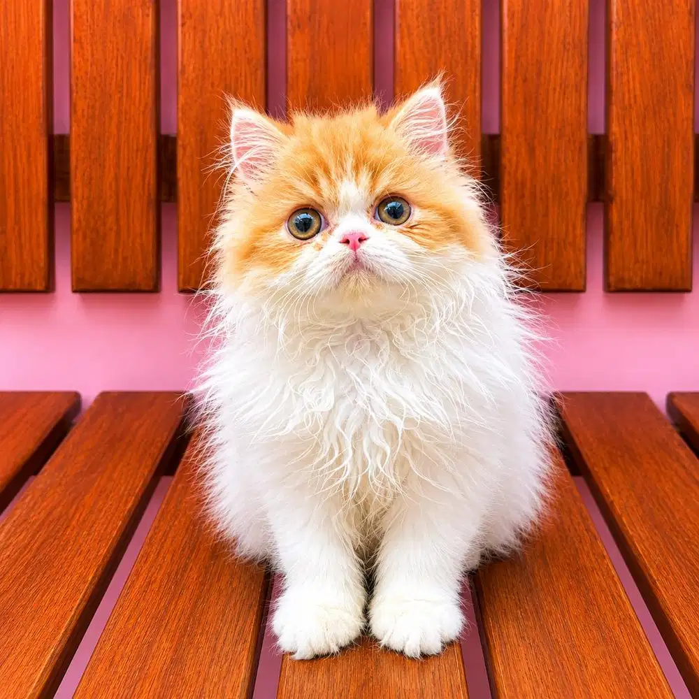 KITTEN PERSIAN FLATNOSE BULU KAPAS LONGHAIR
