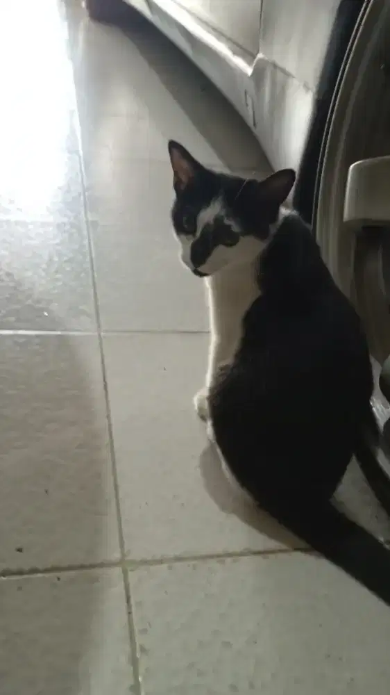 Adofsi anak kucing sekarang umur 7bulan betina
