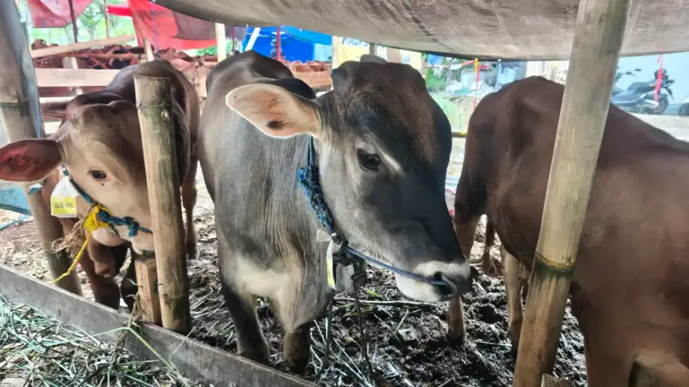 SAPI QURBAN 2026 GRATIS ONGKIR DAN BIAYA PERAWATAN