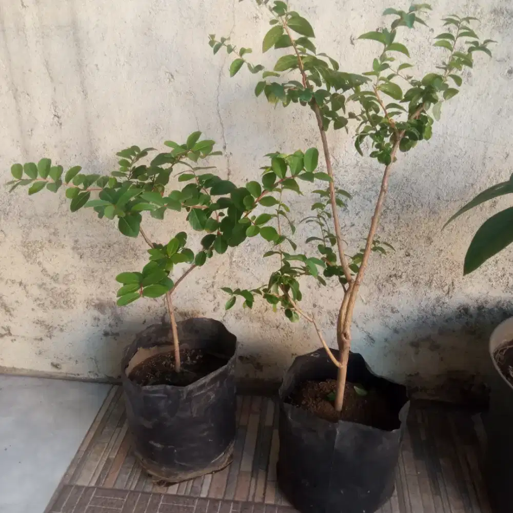 POHON TANAMAN BUNGA SAKURA WARNA PUTIH DAN PINK