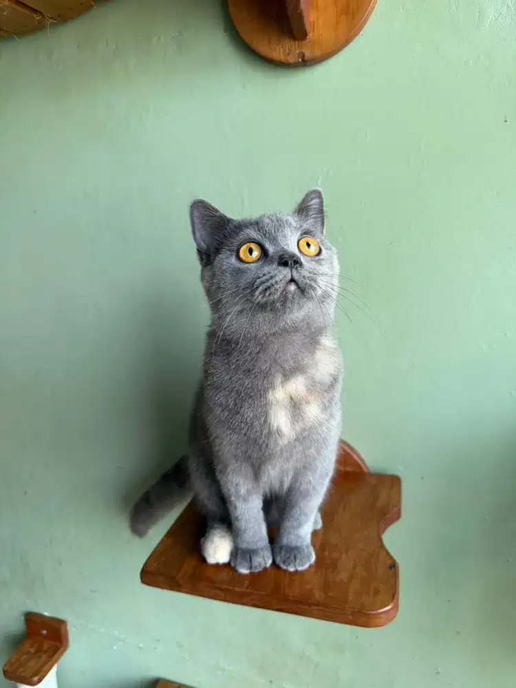 Kitten BSH Non pedigree