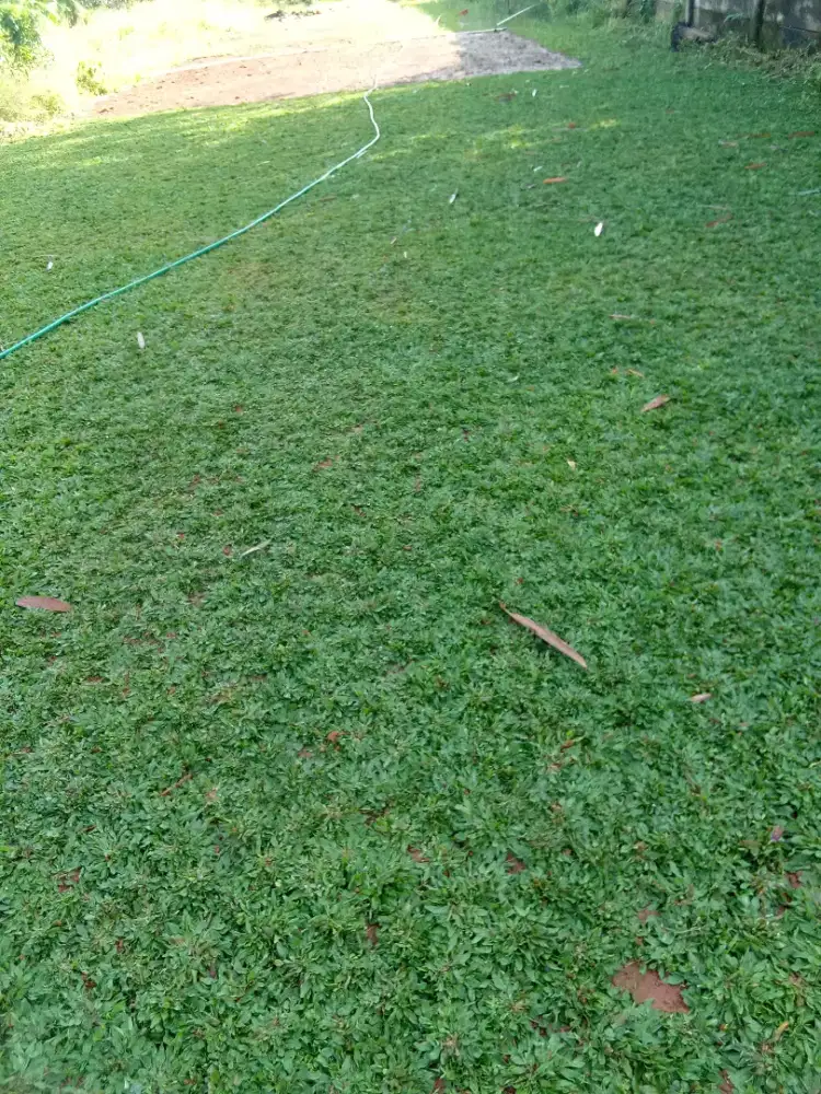 Tukang rumput gajah mini