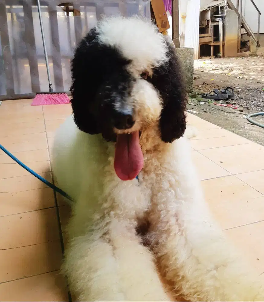 GIANT Poodle Jantan