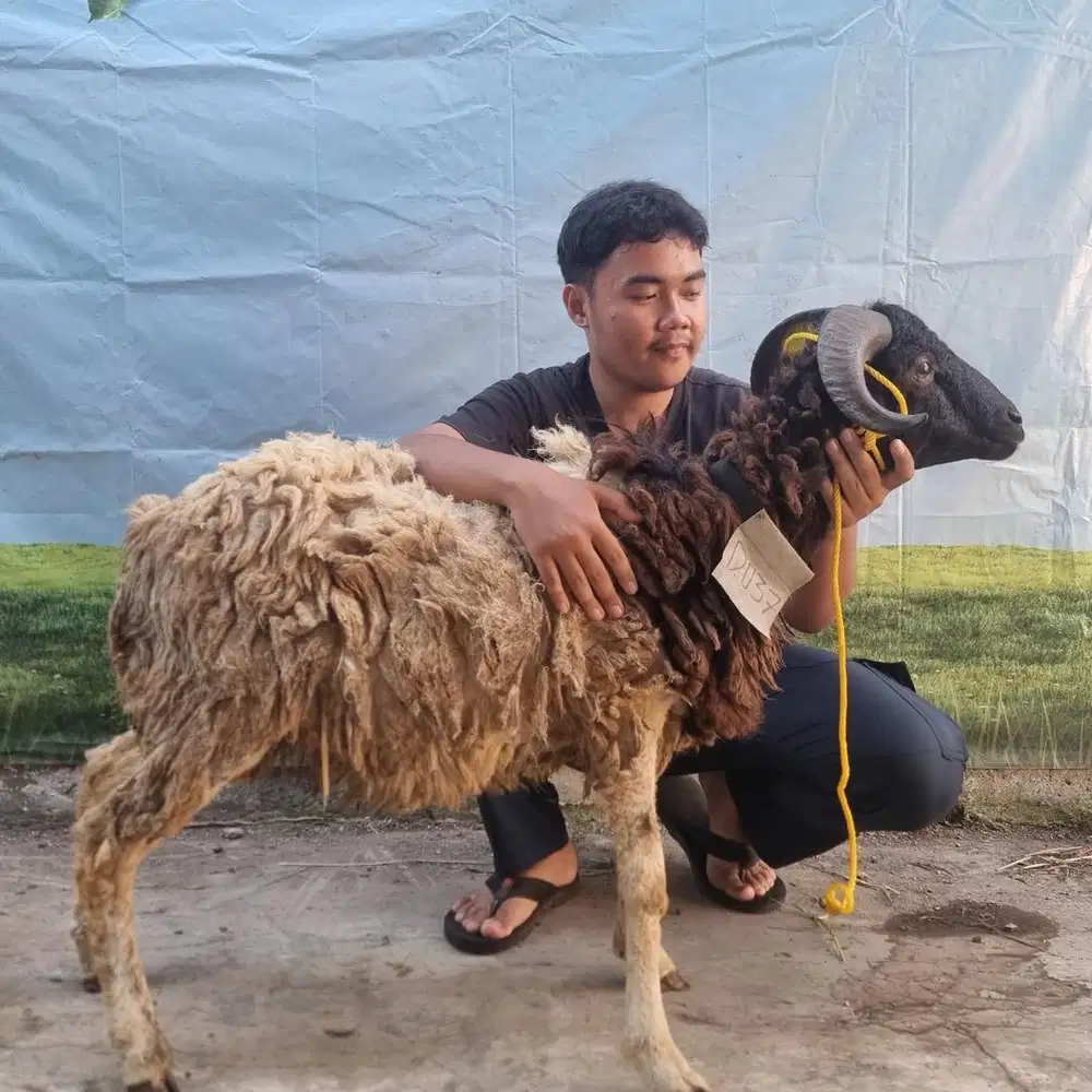 Hewan Qurban 2 juta.an