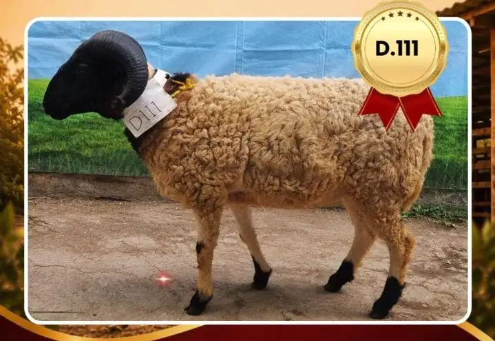 Domba sehat siap Qurban