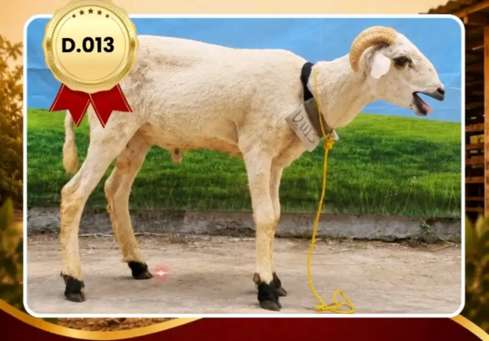 Jual Hewan Qurban Domba Garut-  Domba Unggulan - Domba Sehat