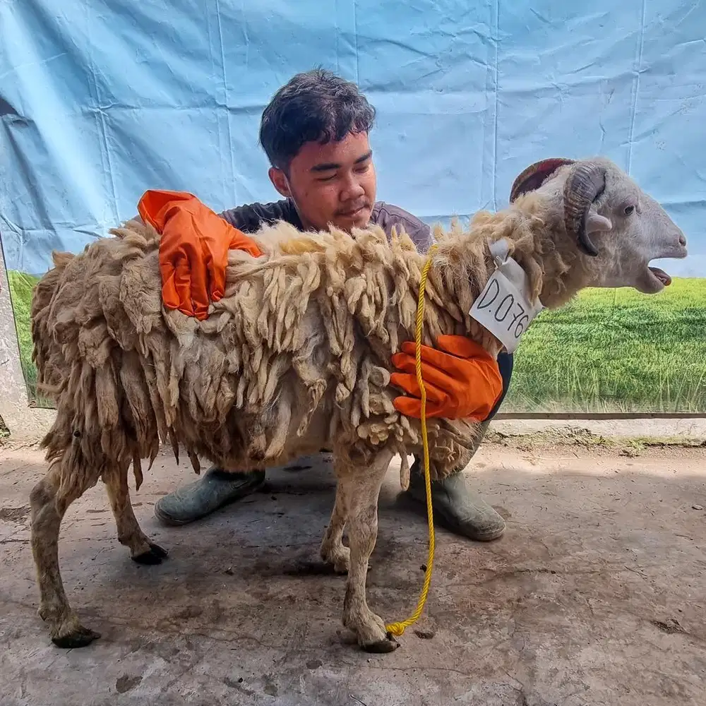 Gratis Pengiriman Hewan Qurban