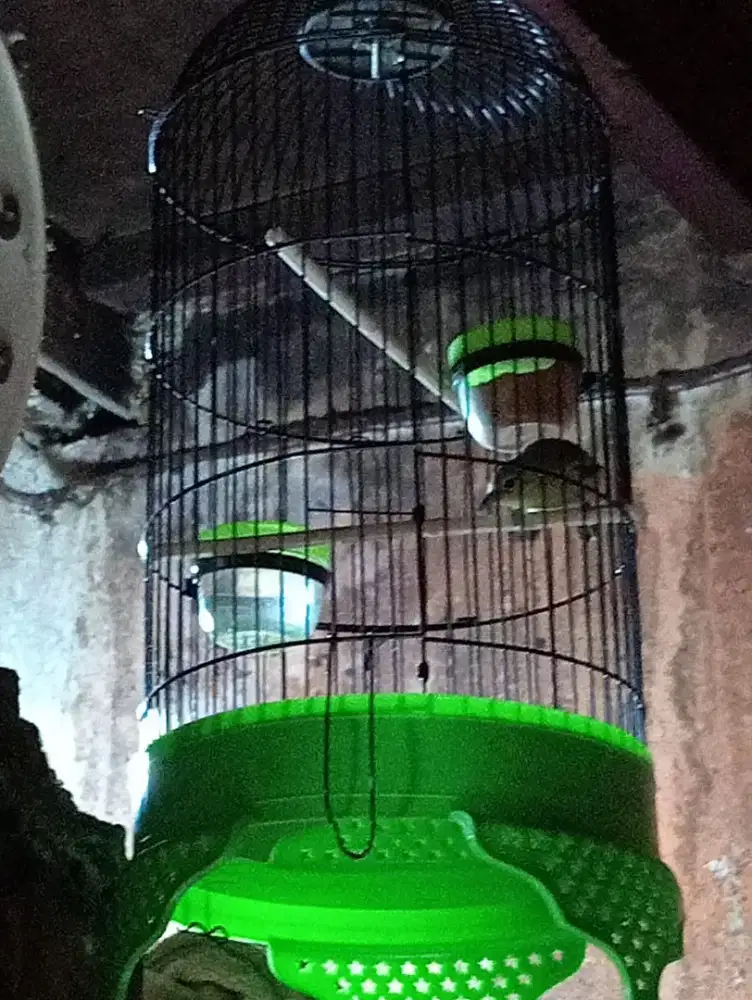 Burung cipau sm kandang