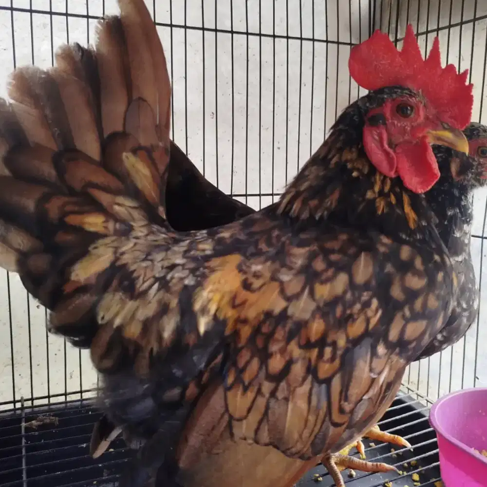 Ayam Kate jantan dewasa
