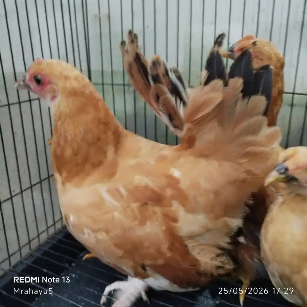 Ayam Kate betina