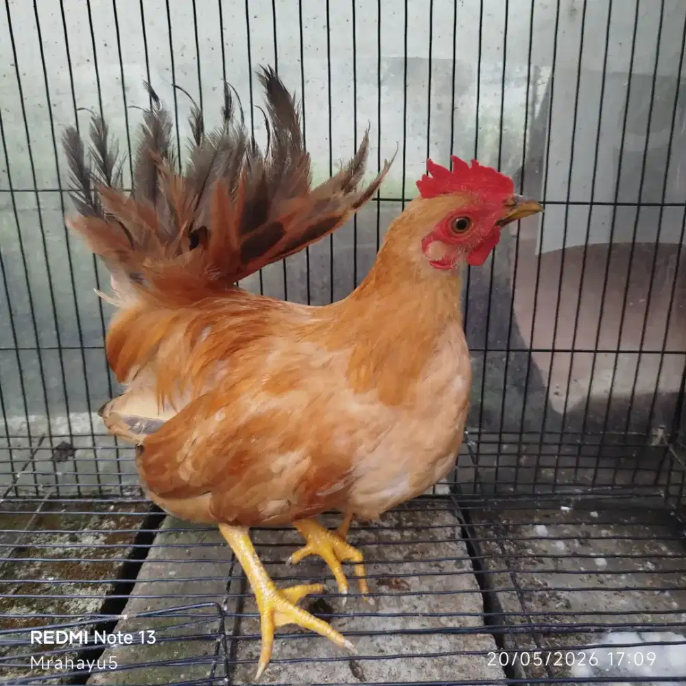 Ayam kate jantan