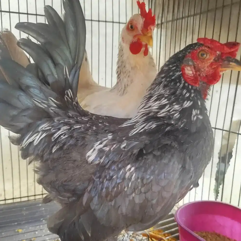 Ayam Kate sepasang
