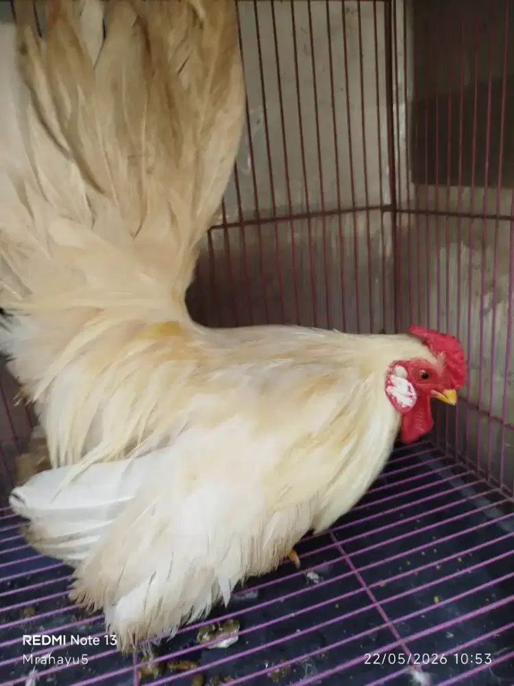 Ayam Kate jantan dewasa