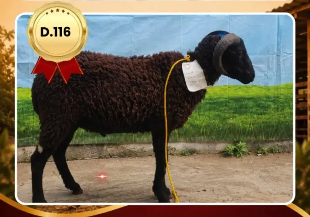Domba qurban murah 2 JT