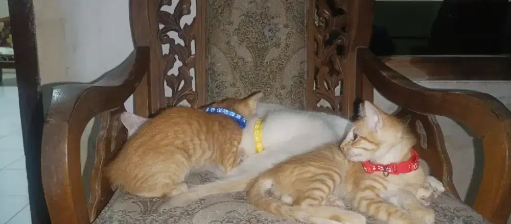 [Gratis] Kucing Siam Berbulu Halus