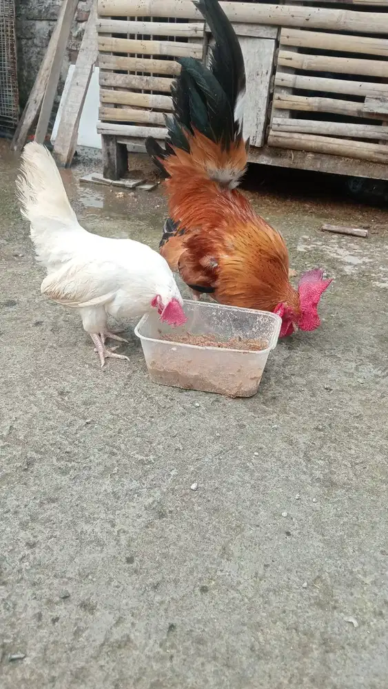 Dijual Cepat Ayam Kate Sepasang Cantik Murah