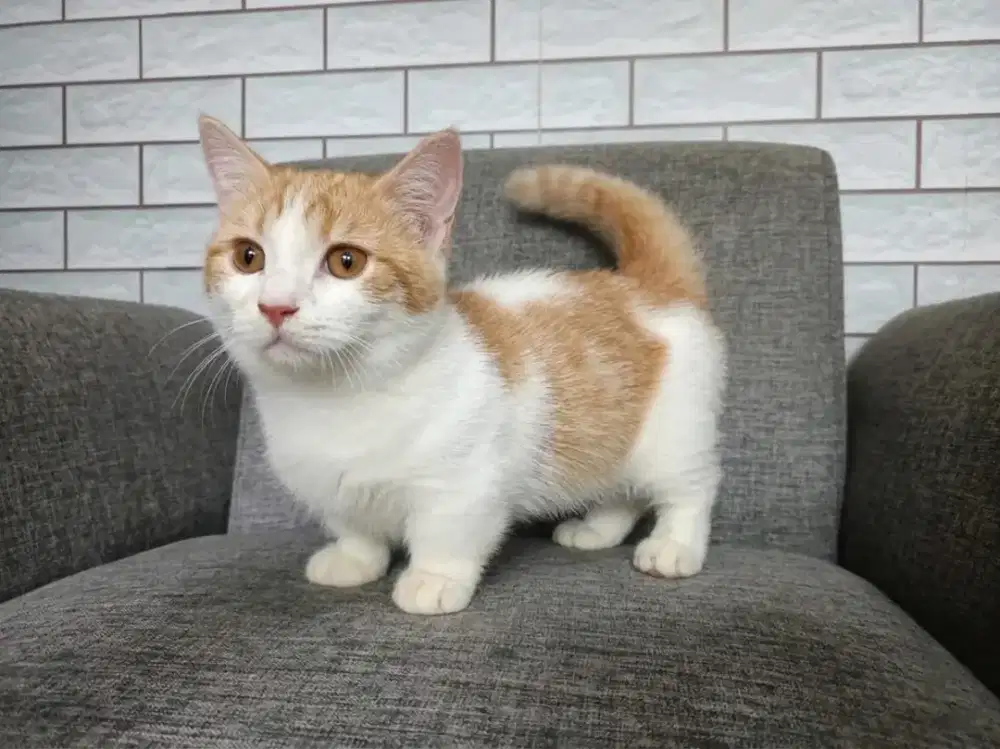 Munchkin jantan