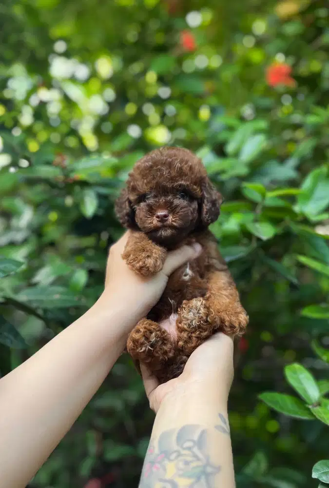 Tiny Poodle Rare Color